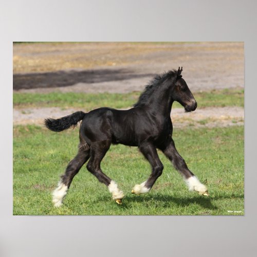 Bob Langrish  Black Gypsy Vanner Foal Running Poster