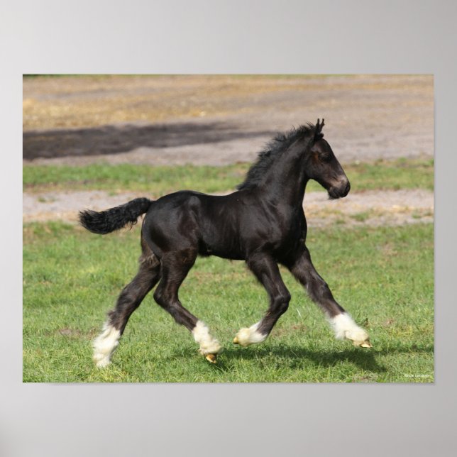 Bob Langrish | Black Gypsy Vanner Foal Running Poster (Front)