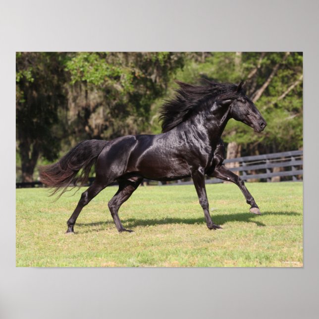 Bob Langrish | Black Lusitano Running Poster (Front)