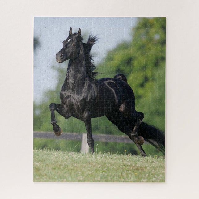 Bob Langrish | Black Morgan Horse Trotting Jigsaw Puzzle (Vertical)