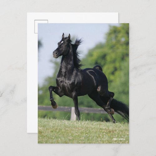 Bob Langrish  Black Morgan Horse Trotting Postcard