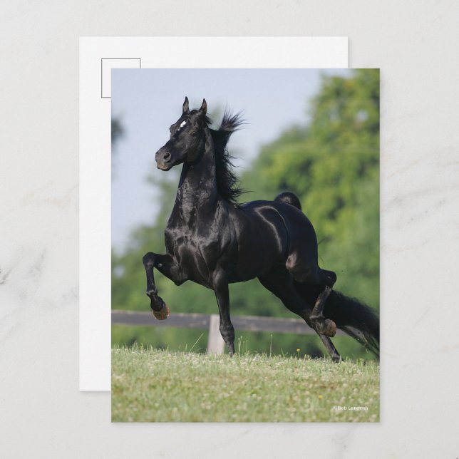 Bob Langrish | Black Morgan Horse Trotting Postcard (Front/Back)
