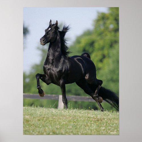 Bob Langrish  Black Morgan Horse Trotting Poster