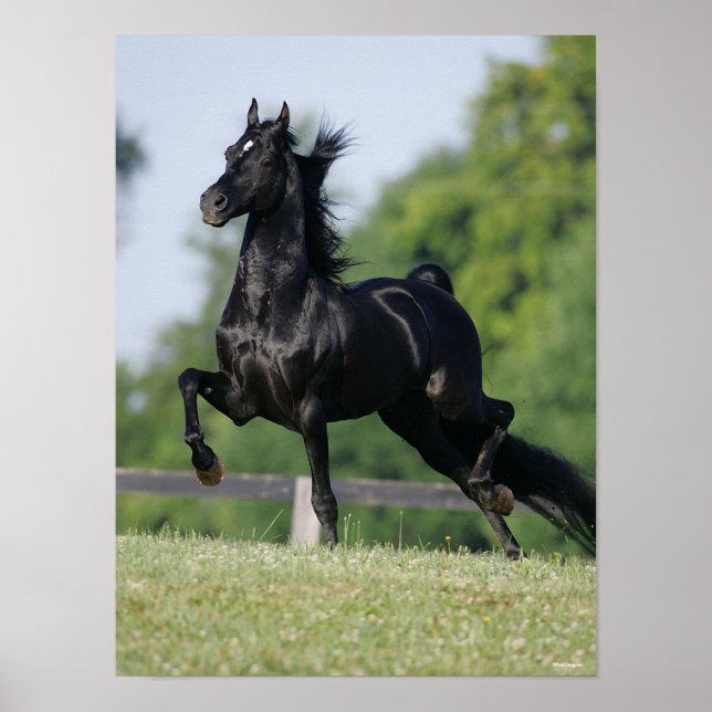 Bob Langrish | Black Morgan Horse Trotting Poster (Front)