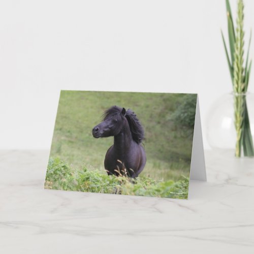 Bob Langrish Black Shetland Pony Stallion Headshot Card