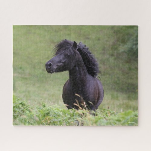 Bob Langrish Black Shetland Pony Stallion Headshot Jigsaw Puzzle