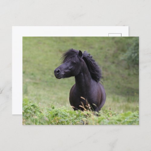 Bob Langrish Black Shetland Pony Stallion Headshot Postcard