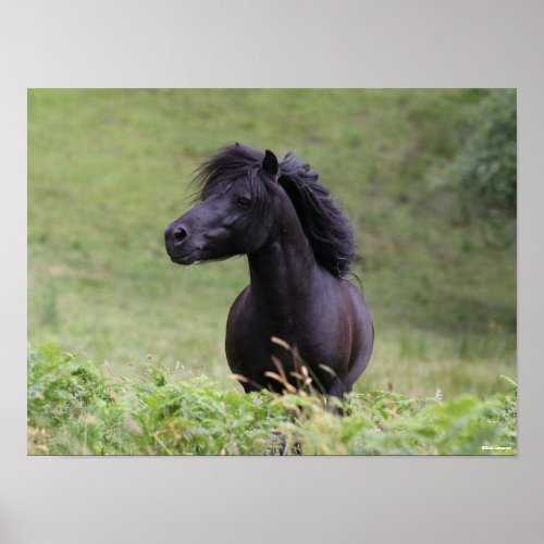 Bob Langrish Black Shetland Pony Stallion Headshot Poster