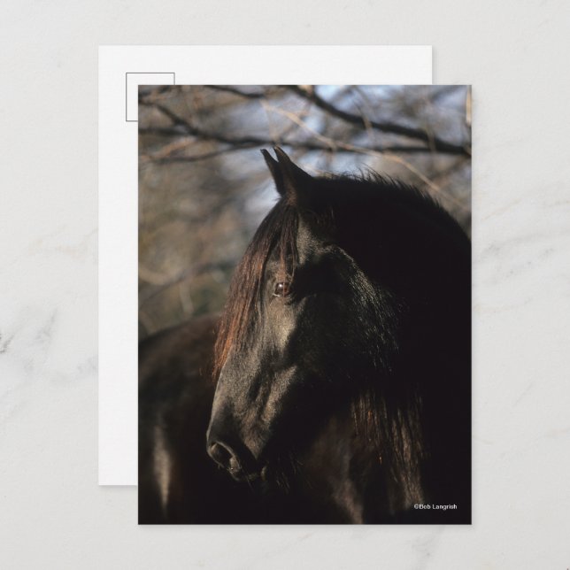 Bob Langrish | Black Tennessee Walker Headshot Postcard (Front/Back)
