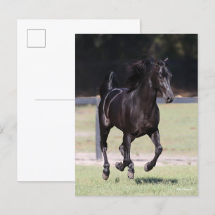 Bob Langrish Black Tennessee Walker Running Postcard