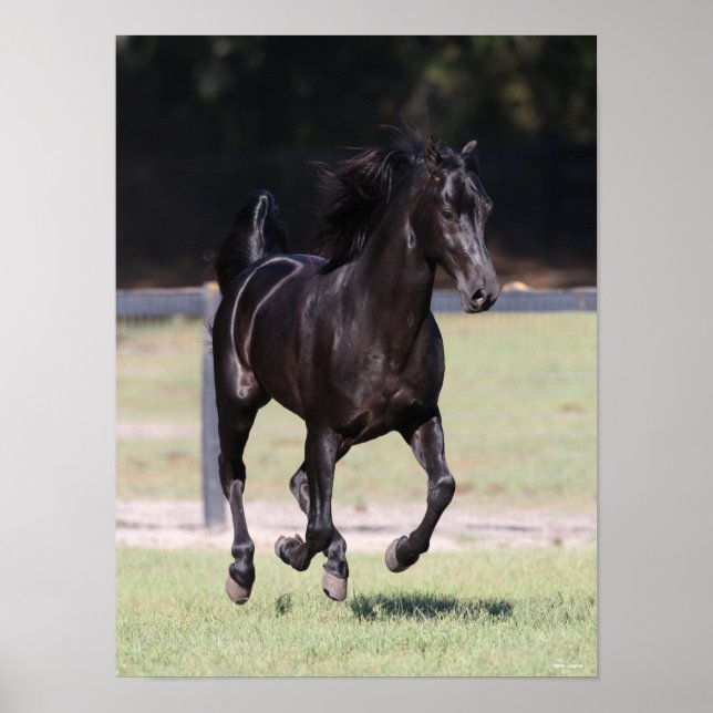 Bob Langrish | Black Tennessee Walker Running Poster (Front)