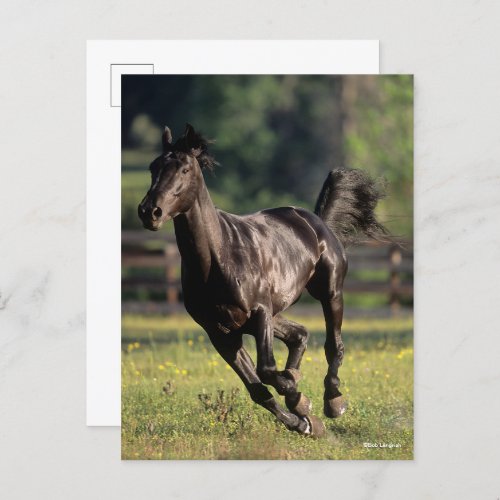 Bob Langrish  Black Warmblood Stallion Running Postcard