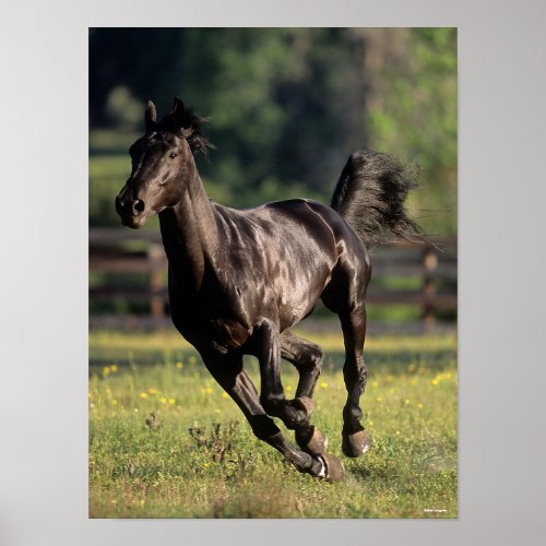 Bob Langrish  Black Warmblood Stallion Running Poster