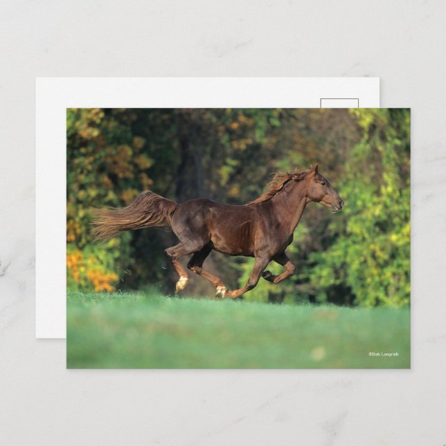 Bob Langrish | Brown Rocky Mountain Horse Running Postcard (Front/Back)