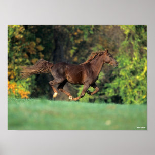 Bob Langrish Brown Rocky Mountain Horse Running Poster