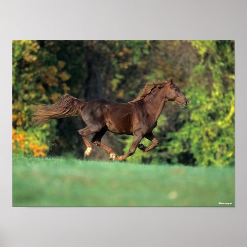 Bob Langrish  Brown Rocky Mountain Horse Running Poster