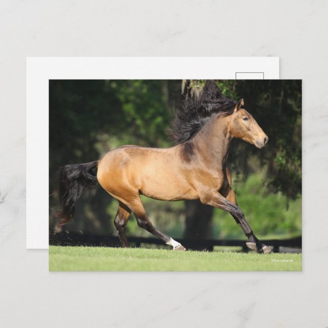 Bob Langrish | Buckskin Lusitano Running Postcard (Front/Back)