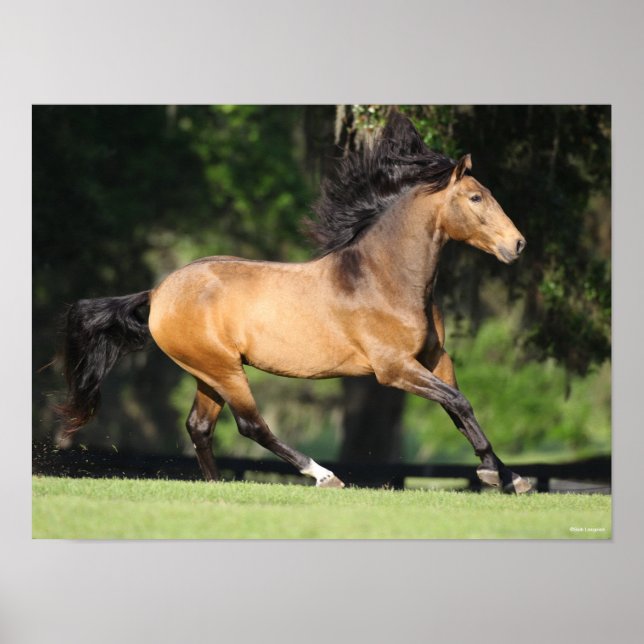 Bob Langrish | Buckskin Lusitano Running Poster (Front)