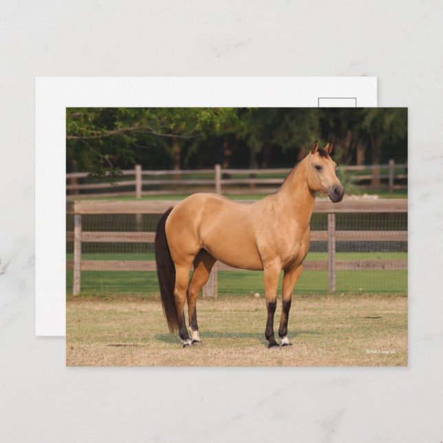 Bob Langrish | Buckskin Quarter Horse Standing Postcard (Front/Back)