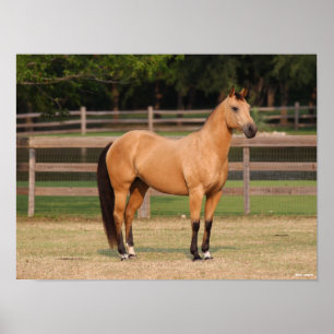 Bob Langrish Buckskin Quarter Horse Standing Poster