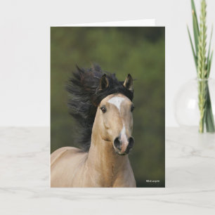 Bob Langrish   Buckskin Welsh Pony Headshot Card