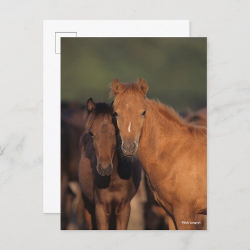 Bob Langrish Caspian Pony Foals Standing Together Postcard