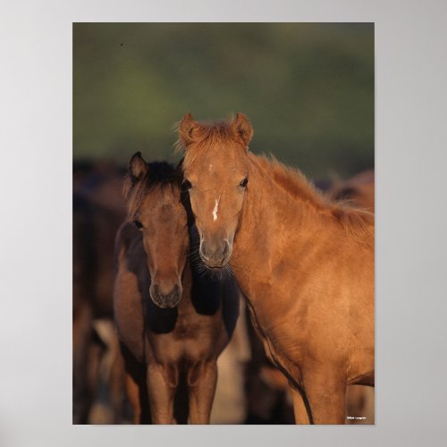 Bob Langrish Caspian Pony Foals Standing Together Poster