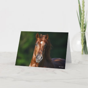 Bob Langrish Chestnut Andalucian Stallion Headshot Card