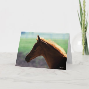 Bob Langrish Chestnut Arab Foal backlit Headshot Card