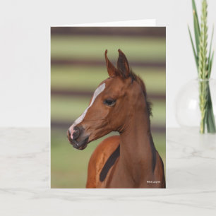 Bob Langrish   Chestnut Arab Foal Headshot Card