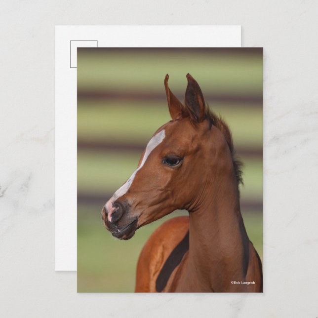 Bob Langrish | Chestnut Arab Foal Headshot Postcard (Front/Back)