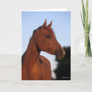 Bob Langrish Chestnut Arab Headshot Card