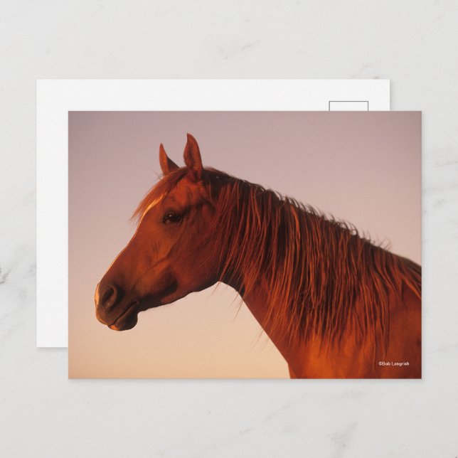 Bob Langrish | Chestnut Arab Horse Headshot Sunset Postcard (Front/Back)