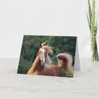 Bob Langrish | Chestnut Arab Stallion Headshot Card