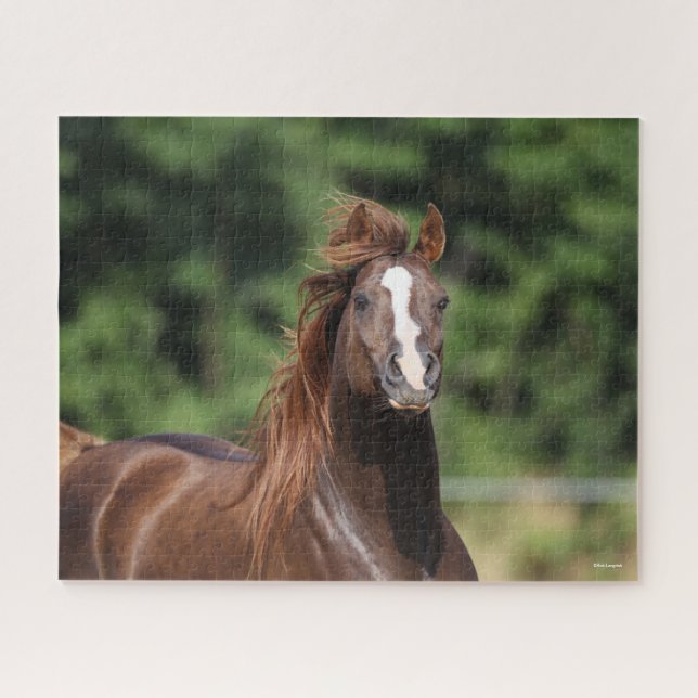 Bob Langrish | Chestnut Arab Stallion Headshot Jigsaw Puzzle (Horizontal)