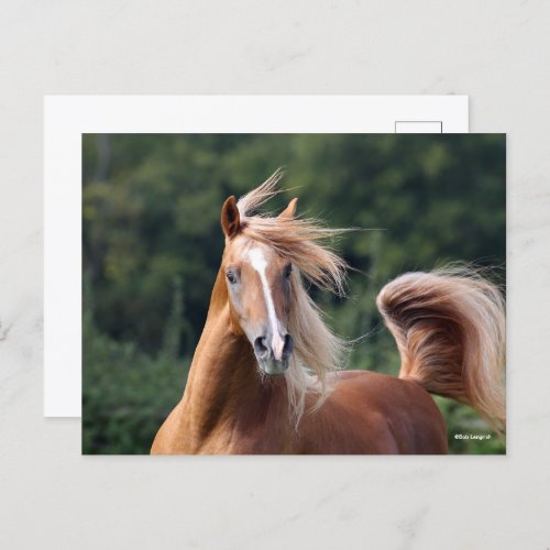 Bob Langrish  Chestnut Arab Stallion Headshot Postcard