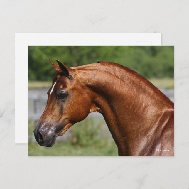Bob Langrish | Chestnut Arab Stallion headshot Postcard (Front/Back)