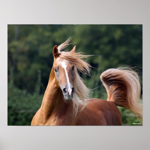 Bob Langrish  Chestnut Arab Stallion Headshot Poster