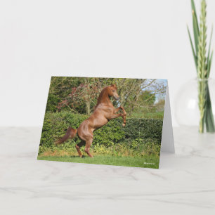 Bob Langrish Chestnut Arab Stallion Rearing Card