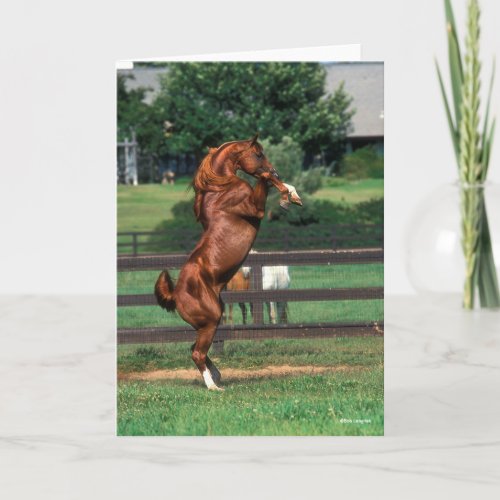 Bob Langrish  Chestnut Arab Stallion Rearing Card