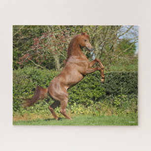 Bob Langrish   Chestnut Arab Stallion Rearing Jigsaw Puzzle