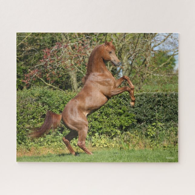 Bob Langrish | Chestnut Arab Stallion Rearing Jigsaw Puzzle (Horizontal)