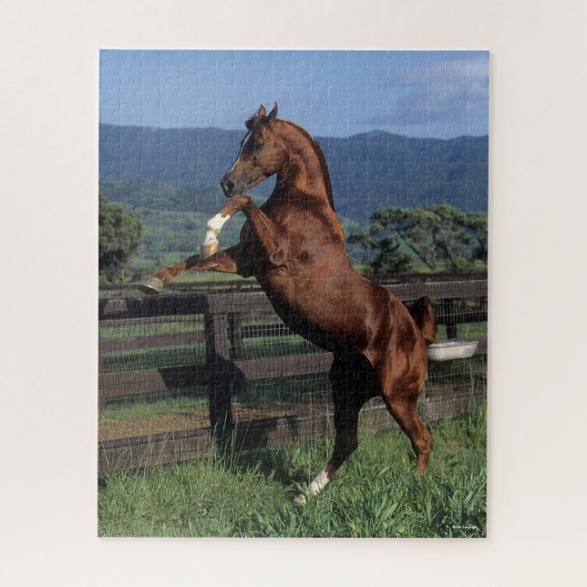 Bob Langrish | Chestnut Arab Stallion Rearing Jigsaw Puzzle (Vertical)