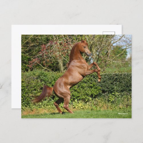 Bob Langrish  Chestnut Arab Stallion Rearing Postcard