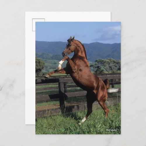 Bob Langrish  Chestnut Arab Stallion Rearing Postcard