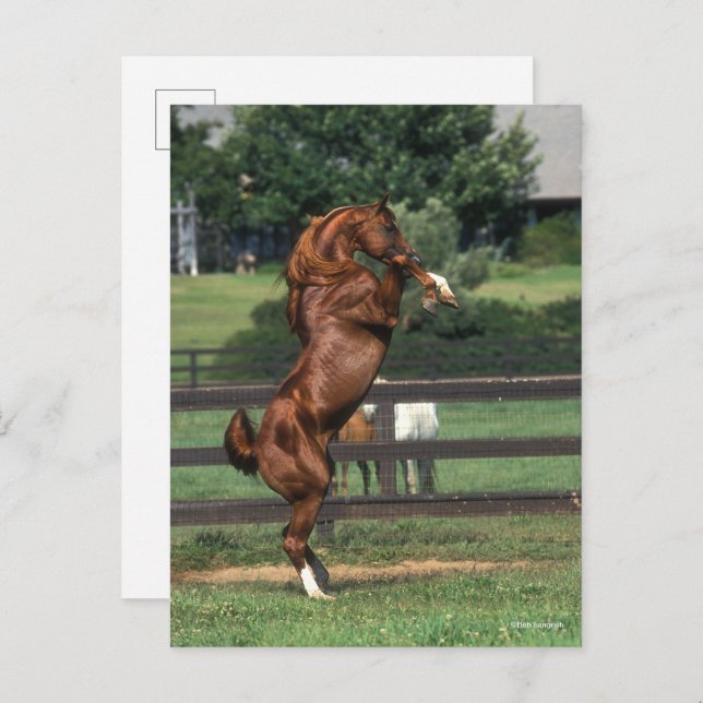 Bob Langrish | Chestnut Arab Stallion Rearing Postcard (Front/Back)