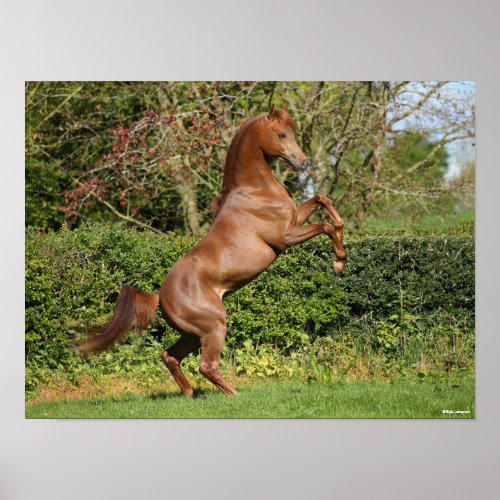 Bob Langrish  Chestnut Arab Stallion Rearing Poster