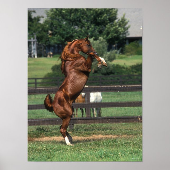 Bob Langrish | Chestnut Arab Stallion Rearing Poster (Front)