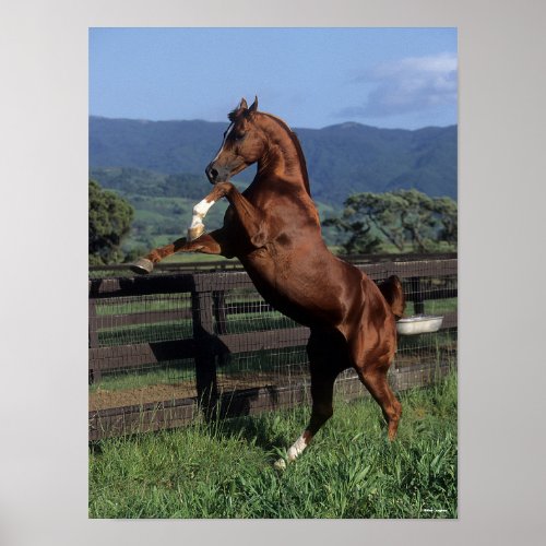 Bob Langrish  Chestnut Arab Stallion Rearing Poster