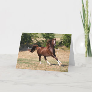 Bob Langrish   Chestnut Arab Stallion Running 3 Card